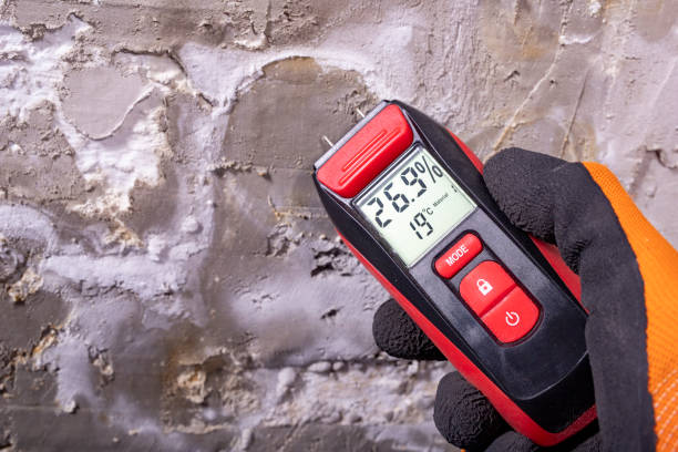 Best Toxic Mold Removal  in Woodville, MS