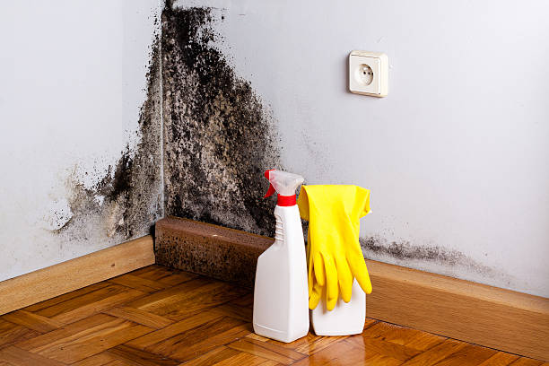 Best Black Mold Removal  in Woodville, MS